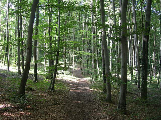 La  foresta di  Rodersdorf  (CH)